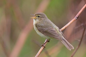 Дуучшувуу (Урианхайн дуучшувуу)